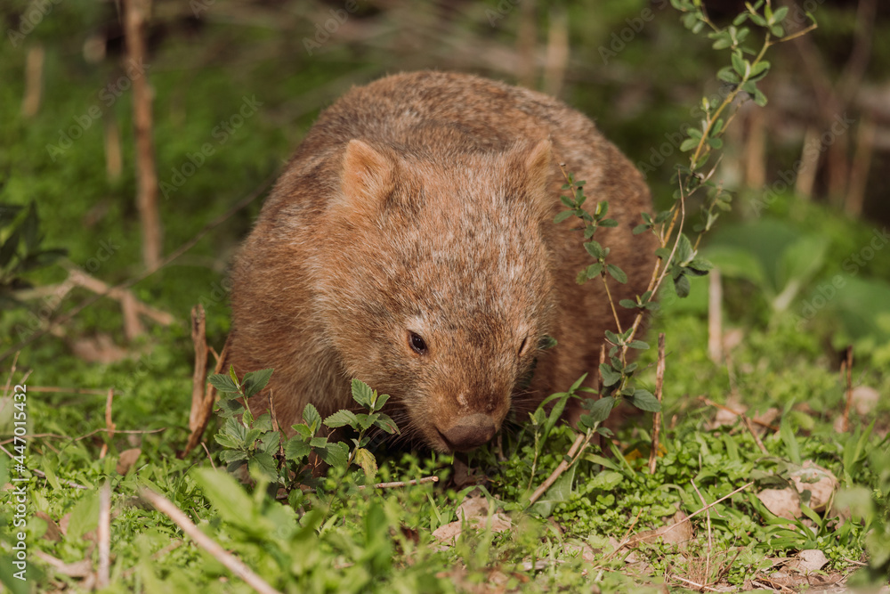 Common wombat, Kangaroo valley, NSW, Australia Common wombat, Kangaroo valley, NSW, Australia
