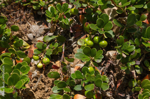 Planta de  Gayuba Uva Ursi con los Frutos Verdes en verano photo