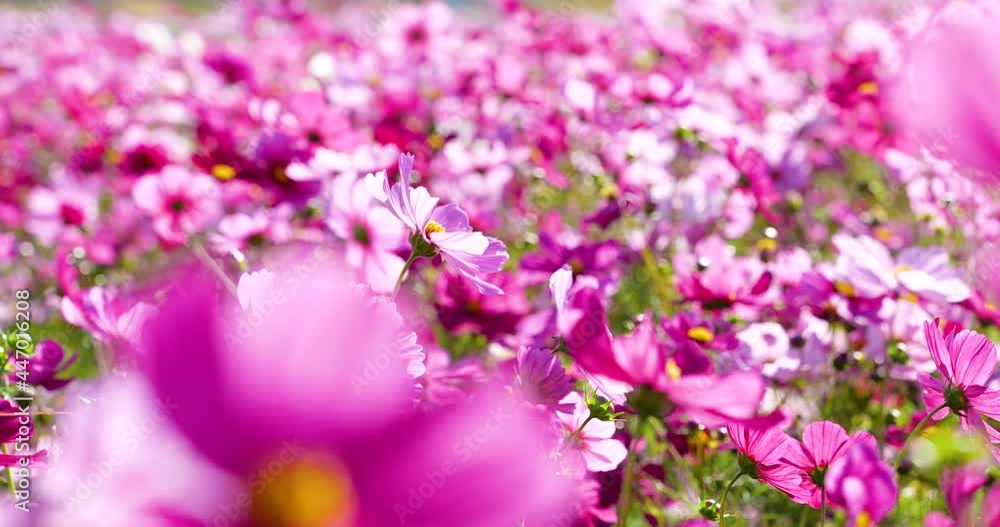 4K panning slow motion video of cosmos field swaying in the wind