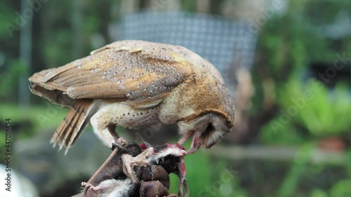 Barn Owl or Tyto Alba eating hunted mouse in the forest blurred green trees background