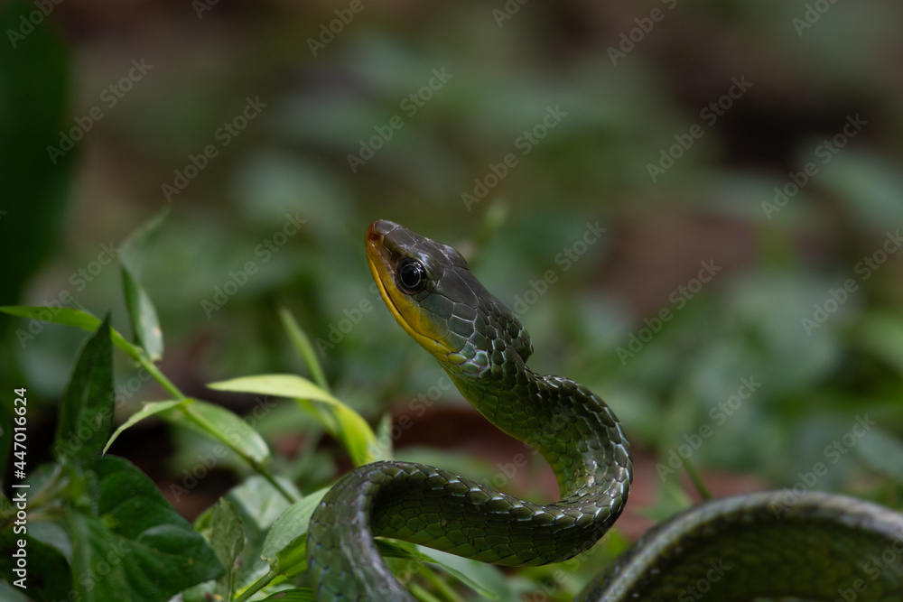 Fototapeta premium snake in the grass