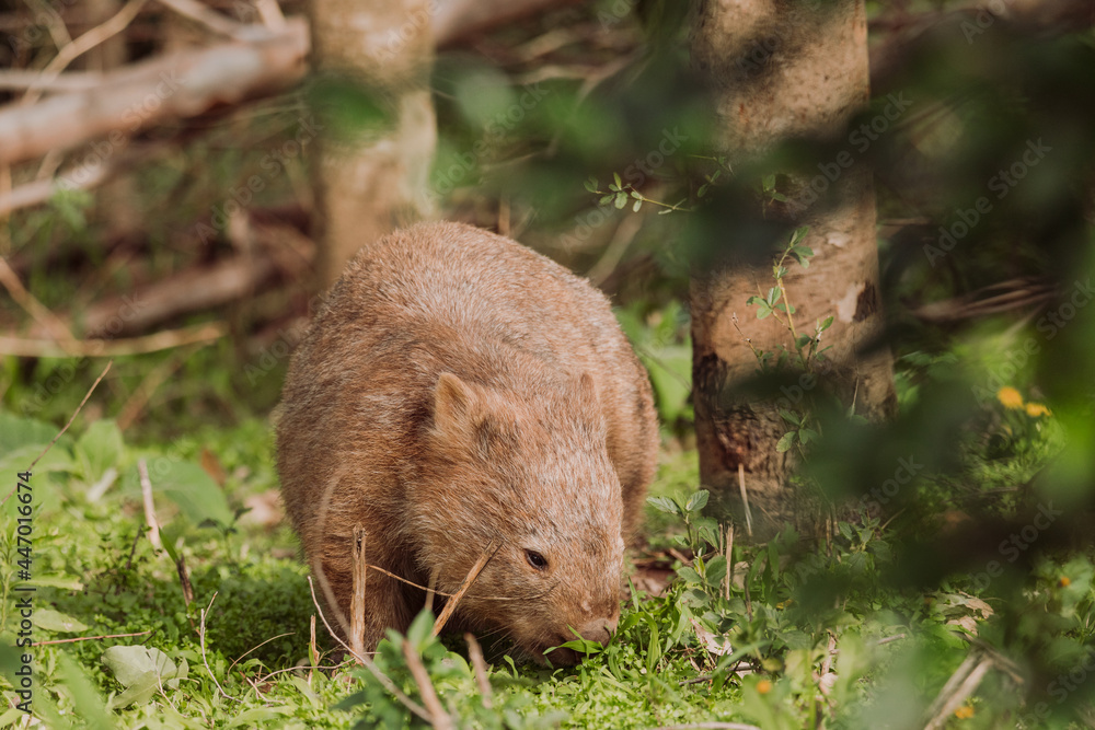 Common wombat, Kangaroo valley, NSW, Australia Common wombat, Kangaroo valley, NSW, Australia