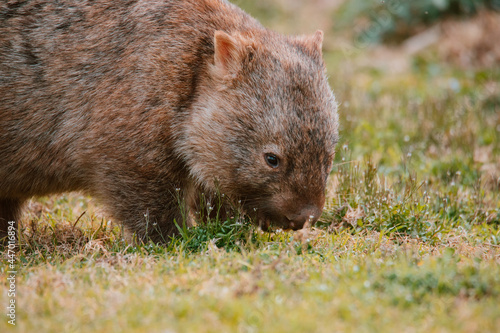 Common wombat, Kangaroo valley, NSW, Australia
