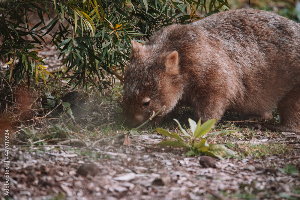Common wombat, Kangaroo valley, NSW, Australia Common wombat, Kangaroo valley, NSW, Australia