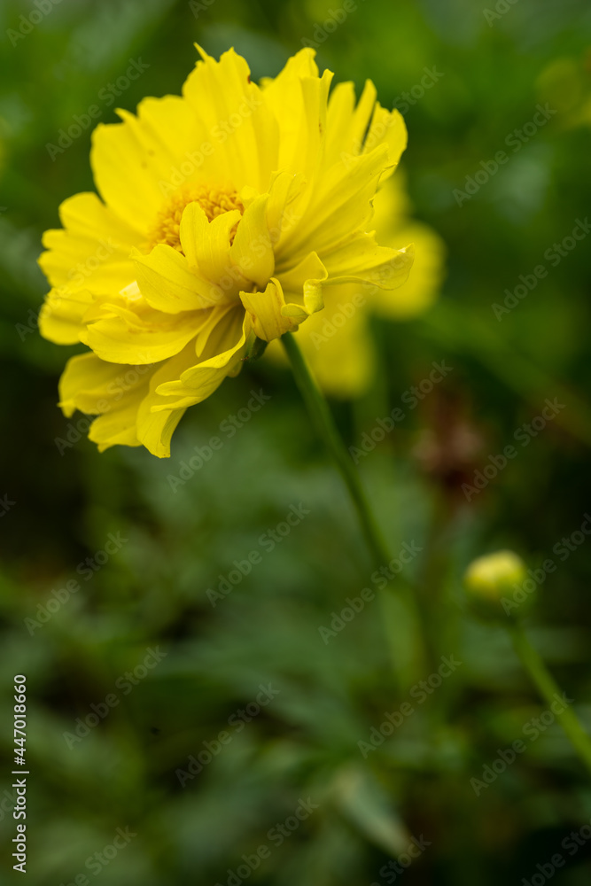 Yellow cosmos flower soft focus with some sharp and blurred background. Yellow flowers blooming beautifully in the garden with sot blur background. Yellow cosmos flower soft focus with some sharp and blurred background. Yellow flowers blooming beautifully in the garden with sot blur background.
