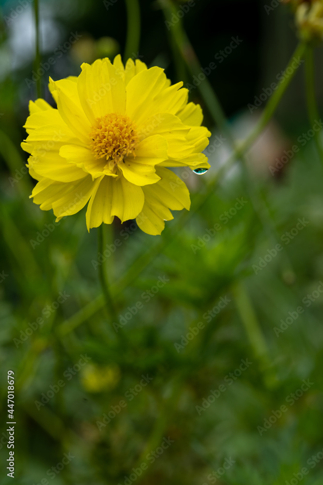 Yellow cosmos flower soft focus with some sharp and blurred background. Yellow flowers blooming beautifully in the garden with sot blur background. Yellow cosmos flower soft focus with some sharp and blurred background. Yellow flowers blooming beautifully in the garden with sot blur background.