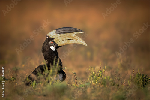 A beautiful malabar pied hornbill bird in golden hour photo