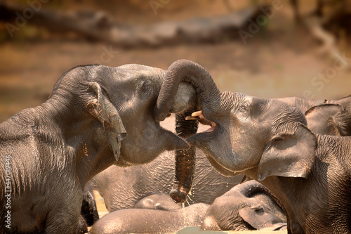 Canvas Print Big elephant playtime in the water