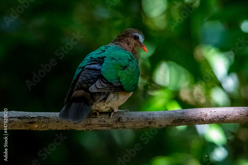 Nature wildlife bird resting on tree with nature wildlife background.