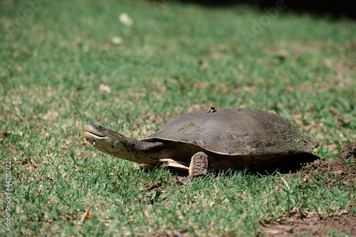 A turtle walks down the road. Turtle walking on the grass.