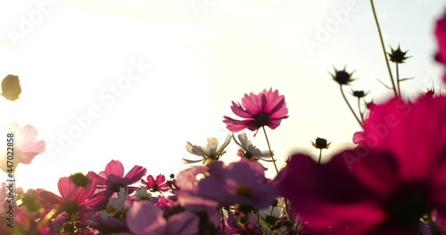 Panning Video of backlit cosmos field in the evening