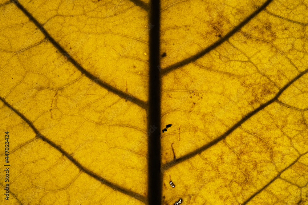 Obraz premium Macro yellow brown leaf texture and background