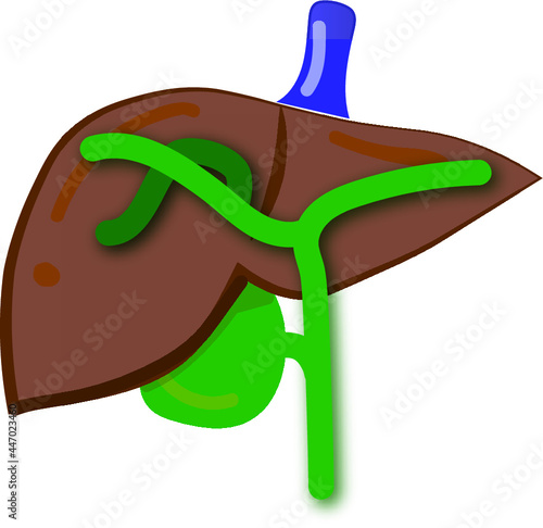 medical illustration of biliary tract and liver  photo