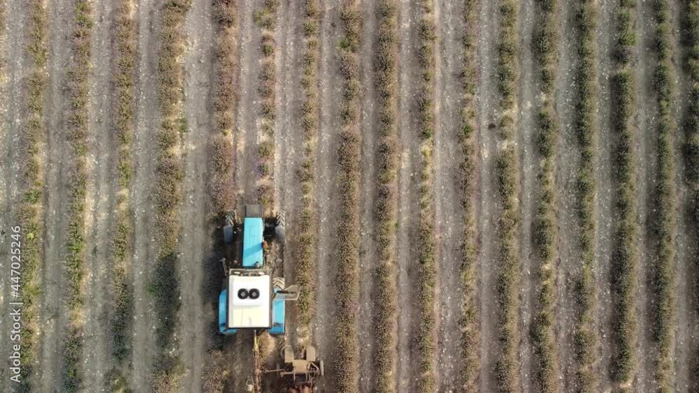 Aerial drone view of a tractor harvesting flowers in a lavender field. Abstract top view of a purple lavender field during harvesting using agricultural machinery. Aerial drone view of a tractor harvesting flowers in a lavender field. Abstract top view of a purple lavender field during harvesting using agricultural machinery.