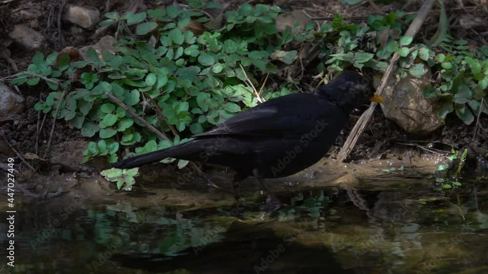 Blackbird searching for food next to stream
Close up shot from Israel
Blackbird searching for food next to stream
Close up shot from Israel