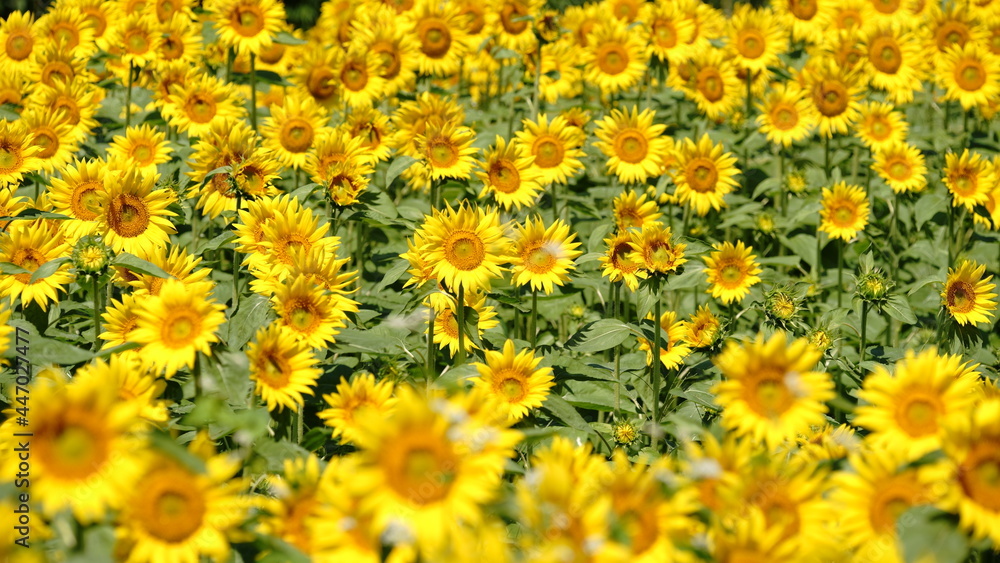 I want to go to a sunflower field to take some nice photos I want to go to a sunflower field to take some nice photos