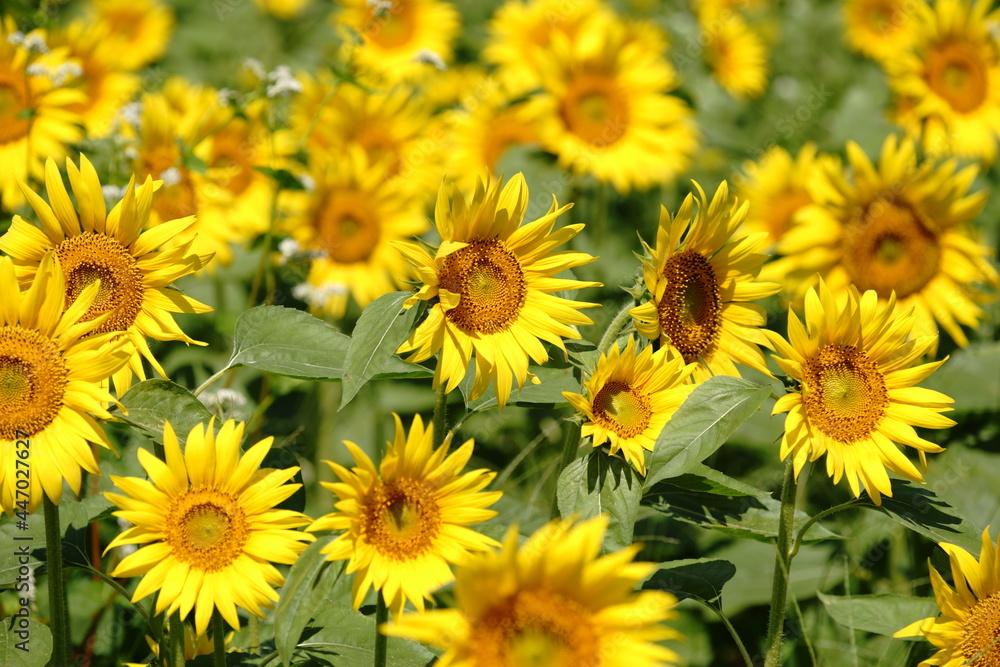 I want to go to a sunflower field to take some nice photos I want to go to a sunflower field to take some nice photos