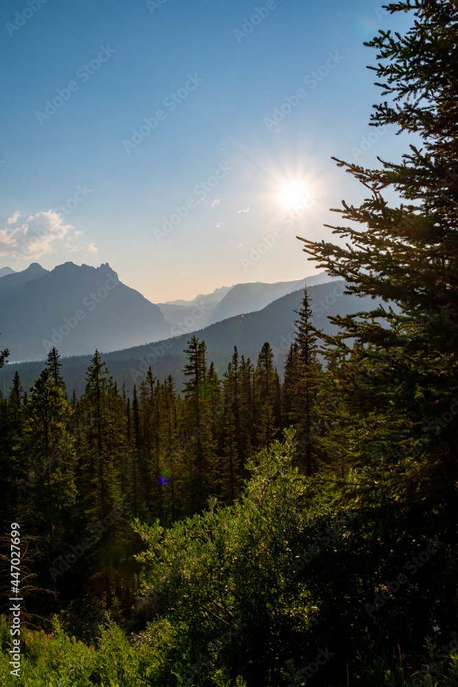 A row of trees bathes in the bright sunlight in the Canadian Rocky Mountains near the town of Banff, Alberta.