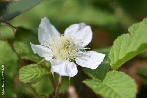 White flower of female blackberry has numerous stamens.