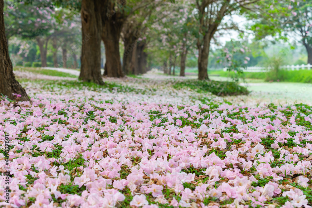 Pink trumpet tree blossom and falling on ground. Pink trumpet tree blossom and falling on ground.
