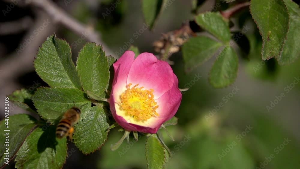 Pollinating Bee on Dog Rose flower
Close up Slow motion shot from Israel,2021
Pollinating Bee on Dog Rose flower
Close up Slow motion shot from Israel,2021
