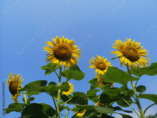 Fototapeta Naklejka Na Ścianę i Meble -  Sunflower field. Sunflower with blue sky and clouds. Summer background, bright yellow sunflower over blue sky. Landscape with sunflower field over cloudy blue sky.