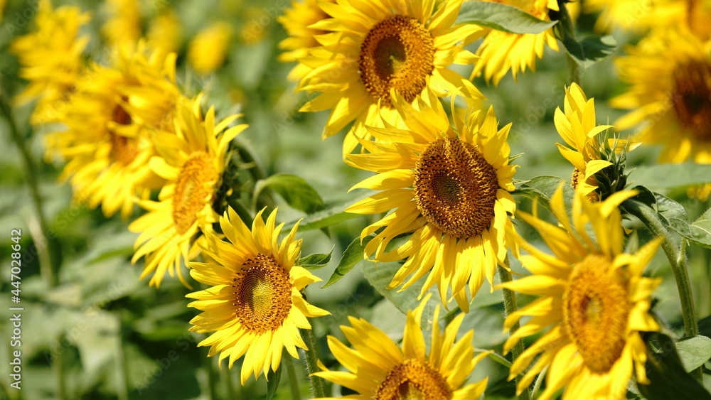 I want to go to a sunflower field to take some nice photos I want to go to a sunflower field to take some nice photos
