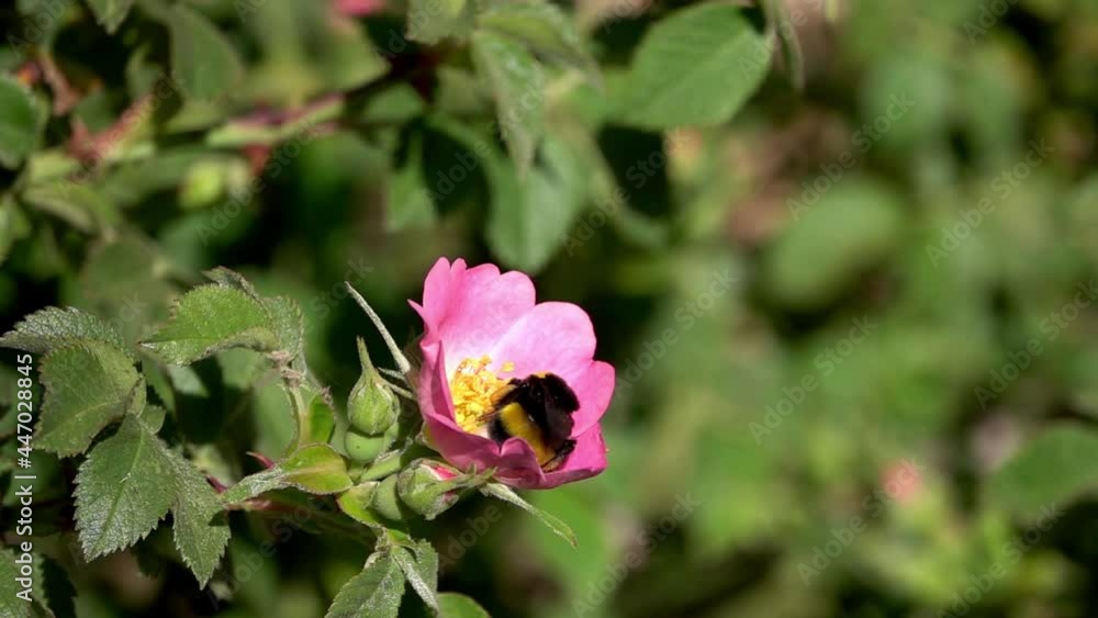 Pollinating Bee on Dog Rose flower
Close up Slow motion shot from Israel,2021
Pollinating Bee on Dog Rose flower
Close up Slow motion shot from Israel,2021