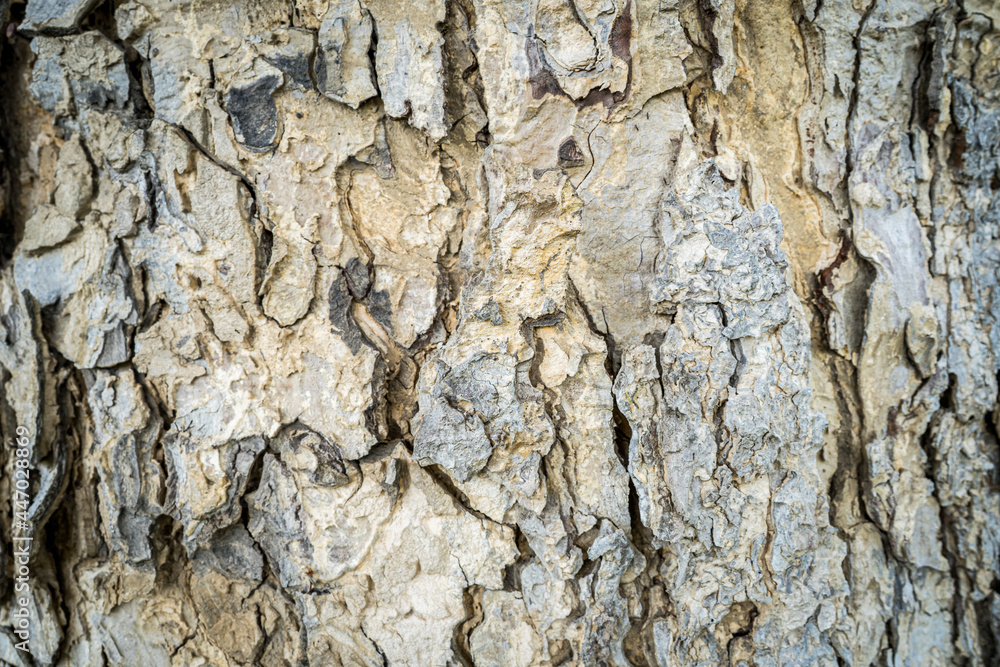 Rain Tree bark pattern for background. Rain Tree bark pattern for background.