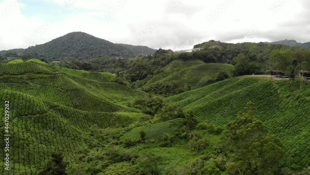 custom made wallpaper toronto digitalGreen tea plantation Aerial Footage