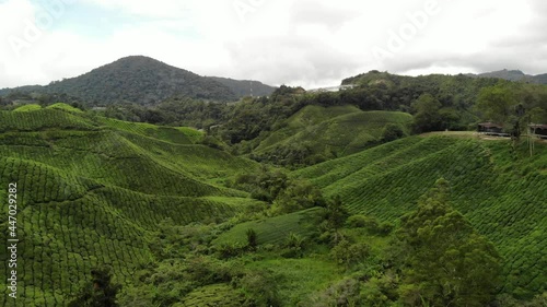 Wallpaper Mural Green tea plantation Aerial Footage Torontodigital.ca