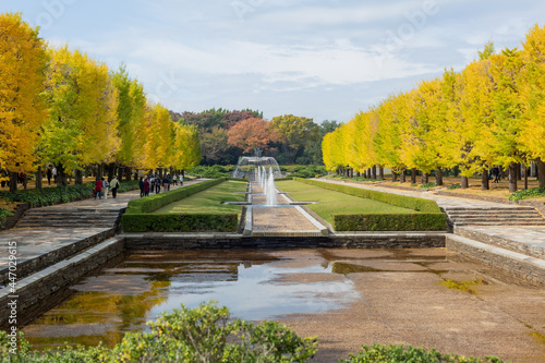 autumn yellow colored line of trees of showakinen park in tachikawa city, tokyo, japan