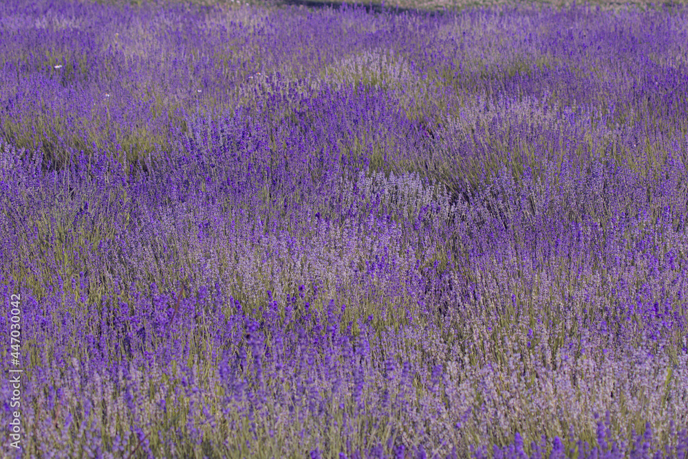Fototapeta premium The image shows a very beautiful view of a rich lavender field. Natural and herbal landscape. Color lavender field. Flowering bushes on a lavender plantation. City Park. Kyiv, Ukraine,