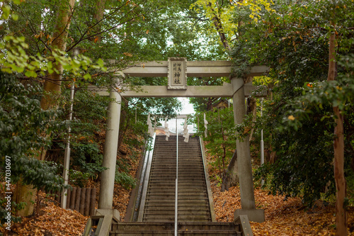 torii gate and stairs of shitotomaekawa shrine surrounded by autumn trees in kanagawa pref  japan