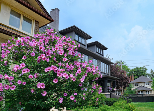 Fotografía Residential neighborhood with garden in summer with beautiful purple Rose of Sha