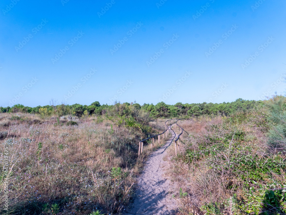 Mediterrean bush in italy in venetian region Mediterrean bush in italy in venetian region