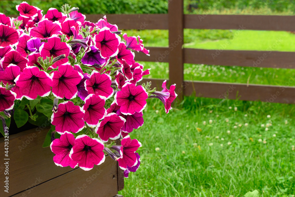 Fototapeta premium Petunia flowers against the background of a wooden fence and green grass