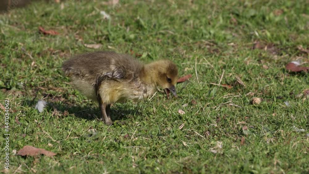 Close up of a beautiful yellow fluffy greylag goose baby gosling in spring, Anser anser is a species of large goose in the waterfowl family Anatidae Close up of a beautiful yellow fluffy greylag goose baby gosling in spring, Anser anser is a species of large goose in the waterfowl family Anatidae