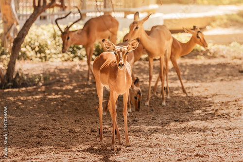 The Impala antelope is one of the fastest animals in the world. In the photo, a herd of females is walking around the natural park and looking for food.