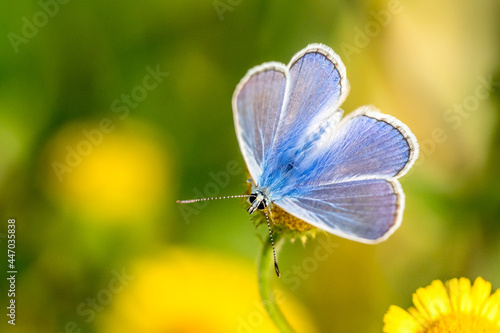 Blue Argus with open wings on a yellow flower