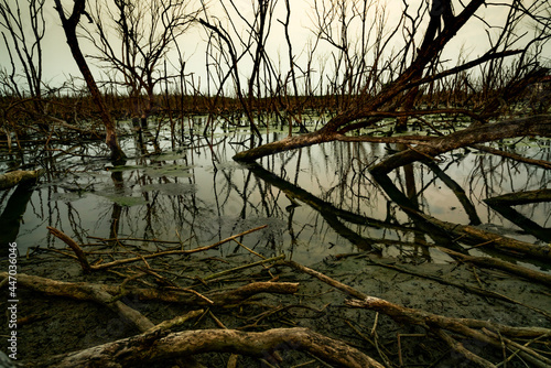Dead tree in flooded forest. Environmental crisis from climate change. Dark background for death, sad, and hopless. Disaster from deforestation. Tree dead from climate change problem. Sad nature. © Artinun