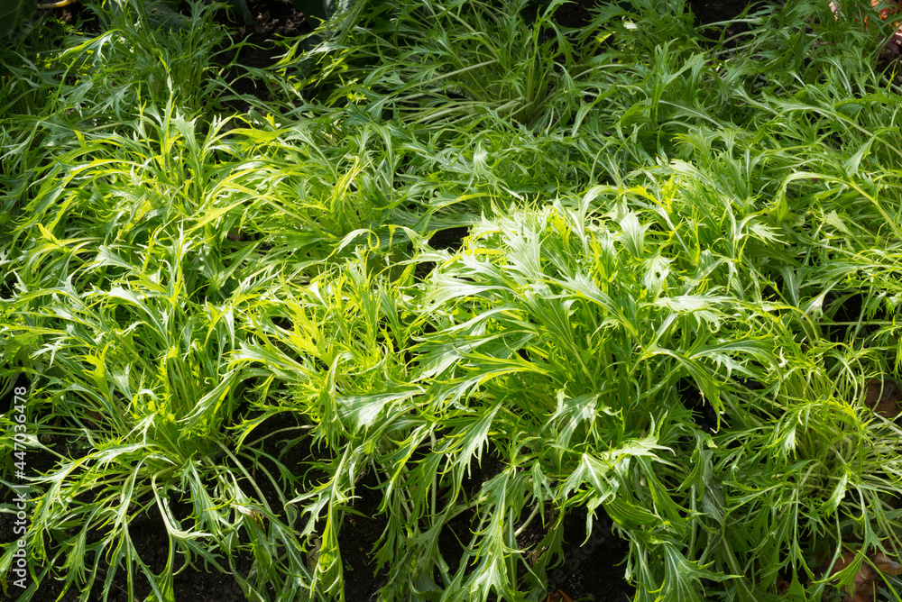 Obraz premium 畑の水菜