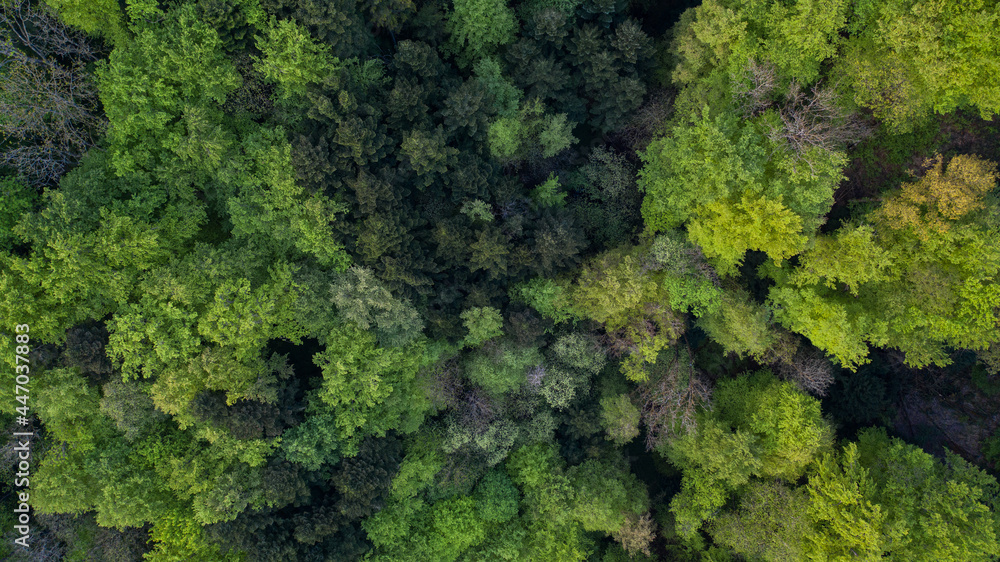 Naklejka premium tolle Landschaft in Nussbaumen bei Baden im Aarga in der Schweiz. Tolle Felder und ein atemberaubender Wald mit richtig saftig grünen Blätter.