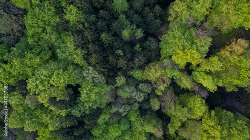 tolle Landschaft in Nussbaumen bei Baden im Aarga in der Schweiz. Tolle Felder und ein atemberaubender Wald mit richtig saftig grünen Blätter. © Philip