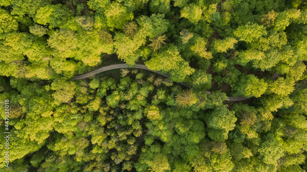 Fototapeta tolle Landschaft in Nussbaumen bei Baden im Aarga in der Schweiz. Tolle Felder und ein atemberaubender Wald mit richtig saftig grünen Blätter.