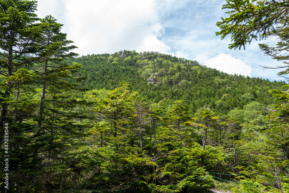長野県の北横岳の登山道の風景 A view of the trail at Kita-Yokodake in Nagano Prefecture. 長野県の北横岳の登山道の風景 A view of the trail at Kita-Yokodake in Nagano Prefecture.