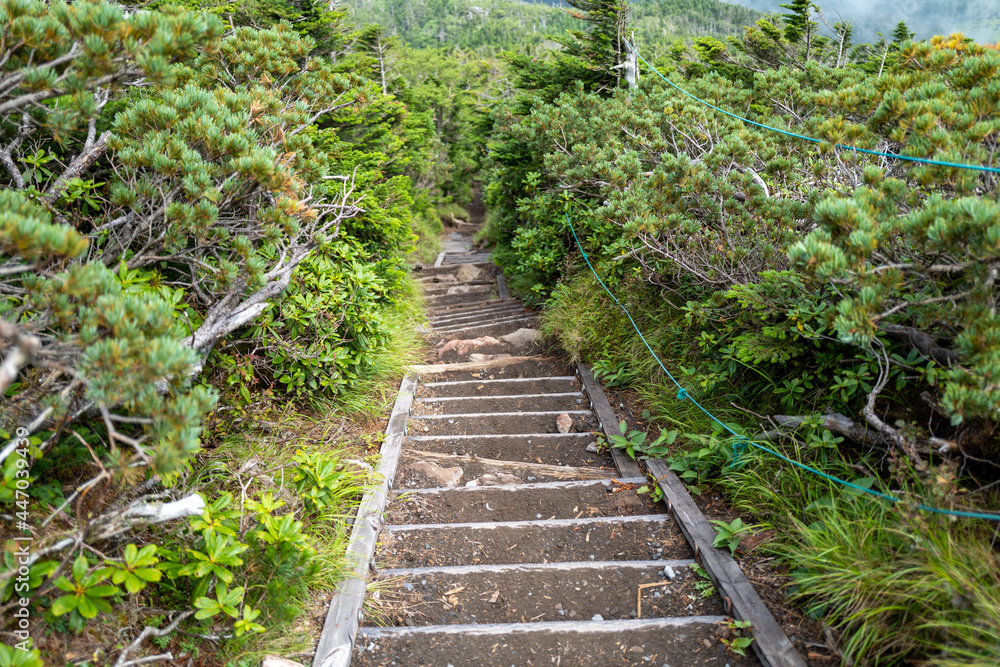 長野県の北横岳の登山道の風景 A view of the trail at Kita-Yokodake in Nagano Prefecture. 長野県の北横岳の登山道の風景 A view of the trail at Kita-Yokodake in Nagano Prefecture.