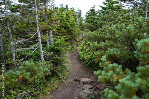 長野県の北横岳の登山道の風景 A view of the trail at Kita-Yokodake in Nagano Prefecture.