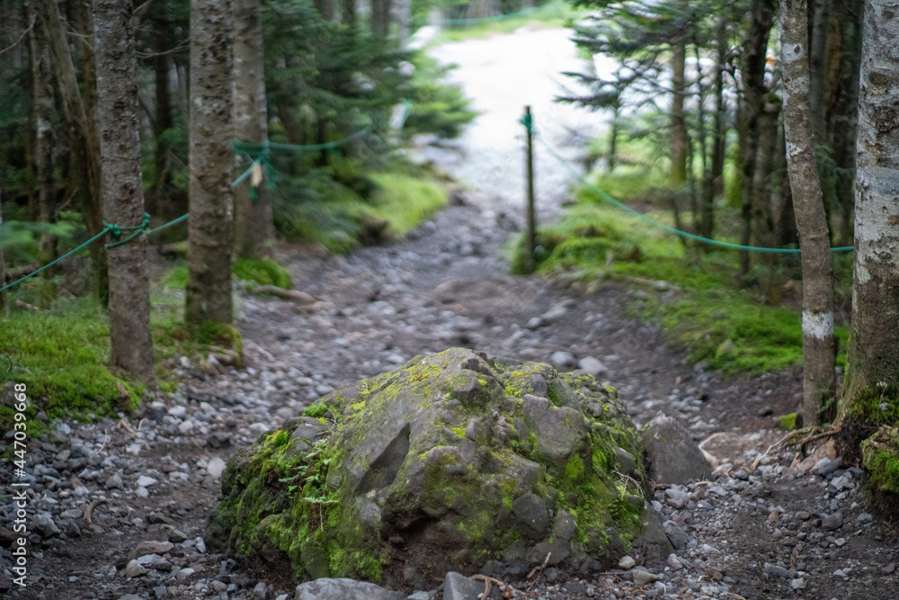 長野県の北横岳の登山道の風景 A view of the trail at Kita-Yokodake in Nagano Prefecture. 長野県の北横岳の登山道の風景 A view of the trail at Kita-Yokodake in Nagano Prefecture.