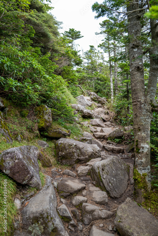 長野県の北横岳の登山道の風景 A view of the trail at Kita-Yokodake in Nagano Prefecture. 長野県の北横岳の登山道の風景 A view of the trail at Kita-Yokodake in Nagano Prefecture.